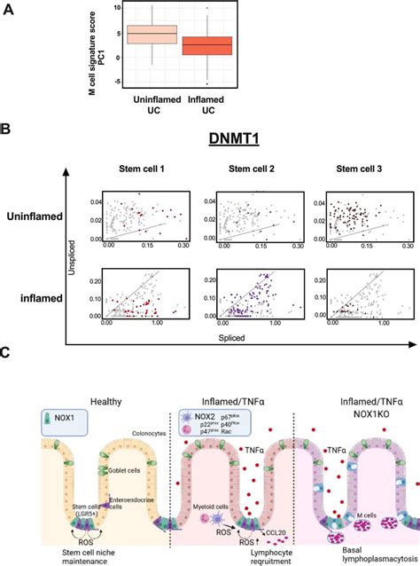 Nox1 Is Essential For Tnfα Induced Intestinal Epithelial Ros Secretion