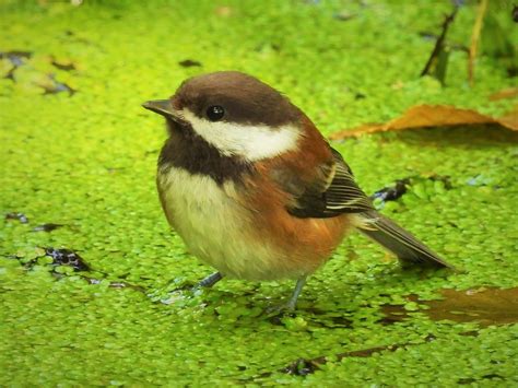 Chestnut Backed Chickadee A Chestnut Backed Chickadee Poe Flickr