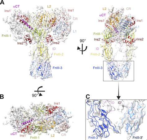 Cryo Em Structure Of The Ligand Saturated Ir Ecd A And B Orthogonal