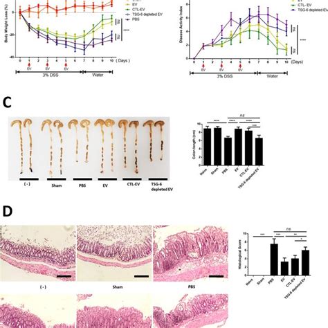 Casc Ev Injection Ameliorated Dss Induced Colitis In Mice Evs