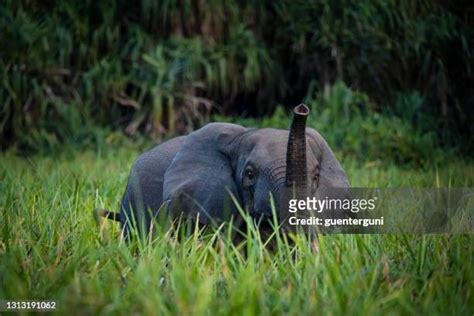 Rainforest Canopy Animals Photos and Premium High Res Pictures - Getty ...