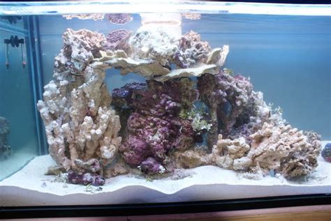 Aquascaping Show Your Skills Page 3 Reef Central Online