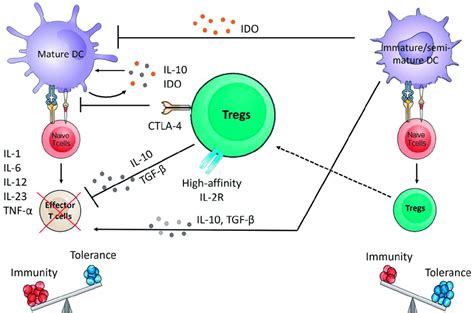 Schematic Representation Of Dendritic Cells And Regulatory T Cell