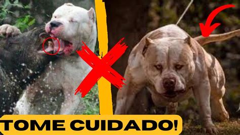 As 5 Raças De Cachorro MAIS PERIGOSAS Do Mundo YouTube