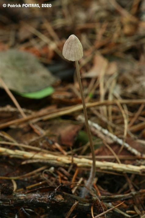 Mycena Sp Pat0509 Espèce Mycena Sp Pat0509 Date 17 J Flickr