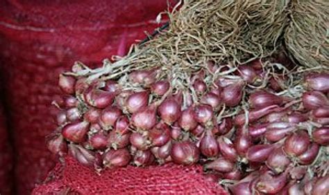 Mengenal Bawang Merah Varietas Bauji Yang Memiliki Produktivitas Tinggi