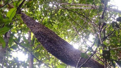 Lebah Terbaik Se Asia Apis Dorsata Bisa Ditemukan Di Hutan Namang