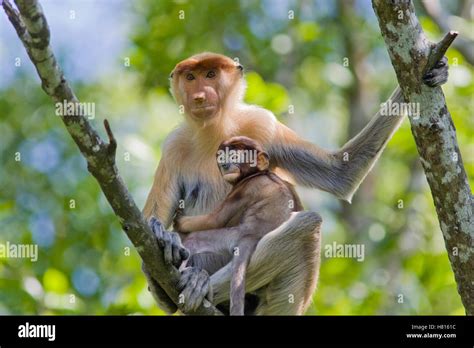 Proboscis Monkey Nasalis Larvatus Female And Three To Four Week Old