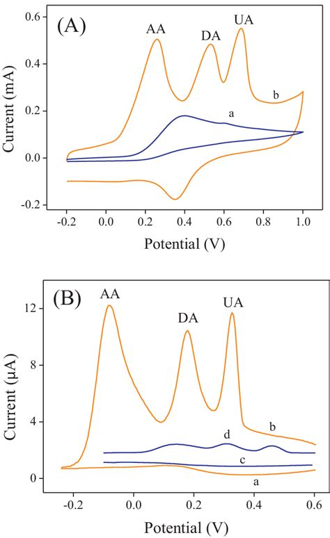 A Cyclic Voltammograms Of A Bare Gc Electrode And B Download