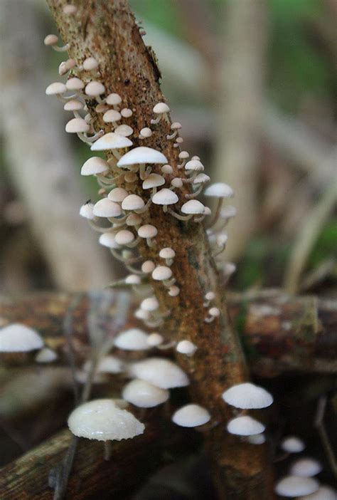 Marasmiellus Ramealis The Ultimate Mushroom Guide