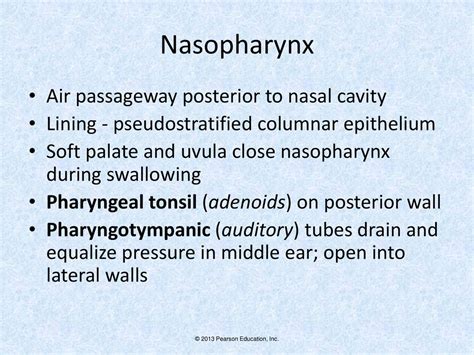 Respiratory System Drspandana Charles Ppt Download