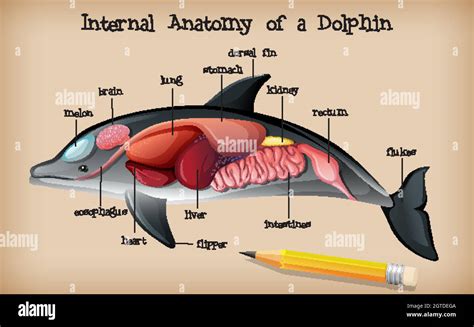 Narwhal Internal Anatomy