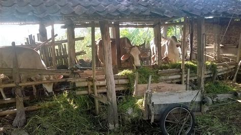 Kandang Sapi Yang Nyaman Untuk Keluarga Sapi Environment Design