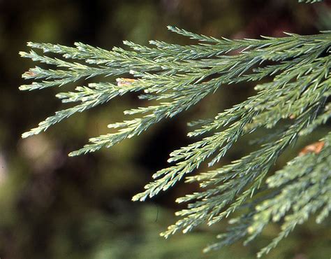 Sequoiadendron Giganteum Landscape Plants Oregon State University