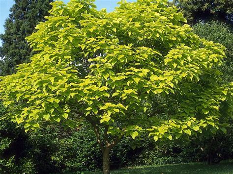 14 Front Yard Tree Favorites Trees For Front Yard Shade Trees Tree