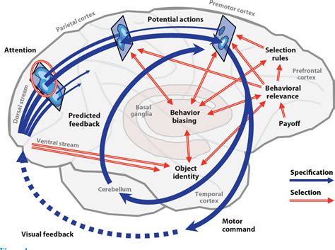 Figure 1 From Neural Mechanisms For Interacting With A World Full Of