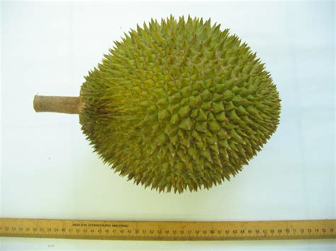 Durian D24