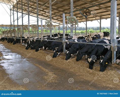 Modern Cowshed With Cows Stock Photo Image Of Holstein 7607660