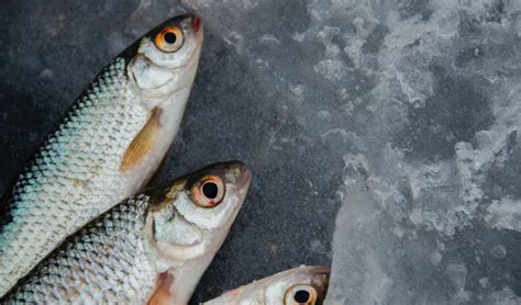 Guía de Temporada Pescado y Marisco Peixacasa