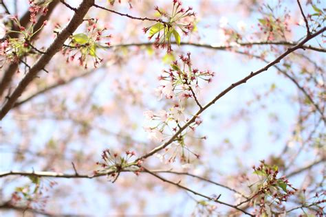 Fotos Gratis Paisaje Rbol Rama Madera Hoja Primavera Produce