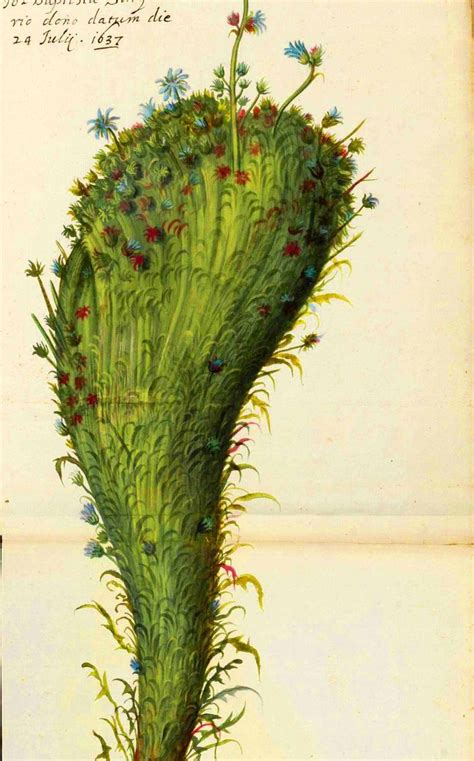 Botanical Illustration Medieval Italy By Ulisse Aldrovandi Vegetal