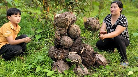 A Year Old Single Mother And Her Son Went To Harvest Ant Nests A