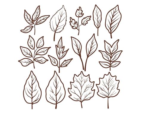 Premium Vector Set Of Autumn Leaves Doodle Vector Illustration