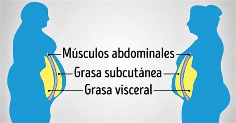 Qu Es La Grasa Visceral Y Por Qu Es Importante Reducirla