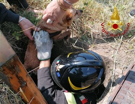 Lipomo Cagnolino Precipita In Un Pozzo Salvato Dai Vigili Del Fuoco