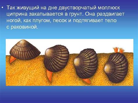Класс Двустворчатые моллюски Тип Моллюски Двустворчатые