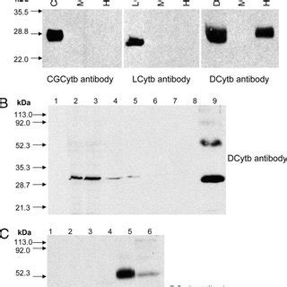 Dcytb Expression In Erythrocyte Membranes Panel A Cyts B In