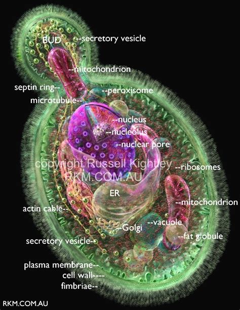 Candida Albicans By Russell Kightley Media