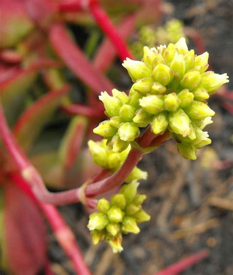 Succulent Crassula Pubescens Subsp Pubescens Plantly