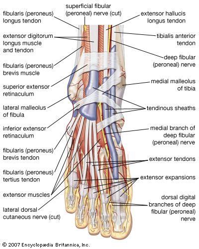 human muscle system | Ankle anatomy, Muscle anatomy, Foot anatomy