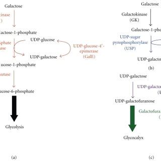 Biosynthetic Pathways Of Galf A In The Leloir Pathway Gal Is