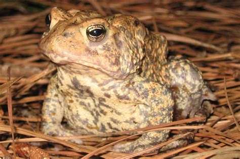 Amphibians In Texas Mr Amphibian