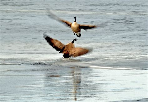 Me Boomer And The Vermilon River Canada Geese Cont D