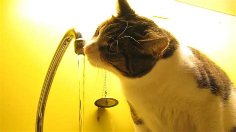 Cat drinking water - The Gateway