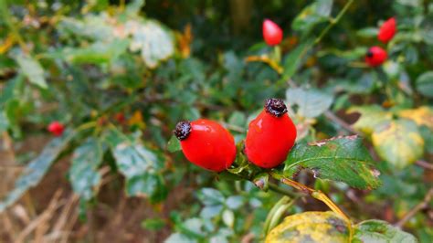 Bildet Tre Natur Gren Dugg Anlegg Frukt B R Blad Blomst Mat