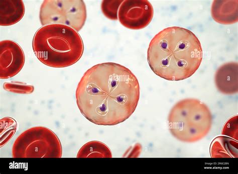 Babesia Parasites Inside Red Blood Cell Computer Illustration This Is