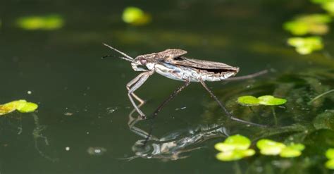 Pond Skater Insect Facts | AZ Animals