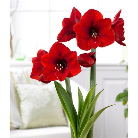 Amaryllis Hippeastrum Rouge Bulbe à Fleur Chez