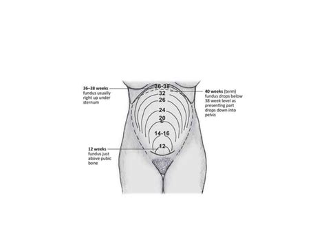 Measuring Of Fundal Height Pptx