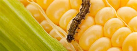 Corn Earworm Moth Earworms Facts Habitat And Life Cycle