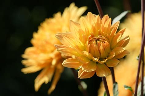 Premium Photo Dahlia In The Garden