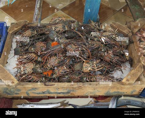 Lobsters Fish Market Hurghada Egypt Stock Photo Alamy