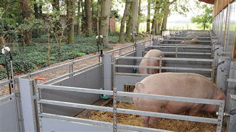 WEDA constructs innovative sow pen concept for organic operation ...