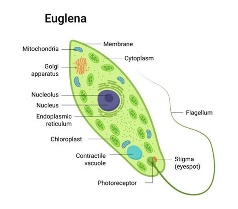 Euglena Cell Labeled