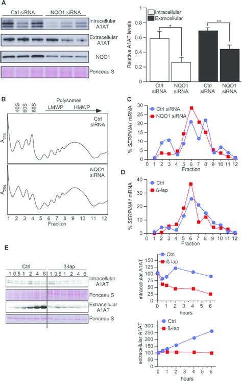 Nqo1 Promotes Serpina1 Mrna Translation A Small Interfering Rna