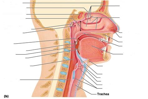 Anatomy Of The Upper Respiratory Tract 3 Diagram Quizlet